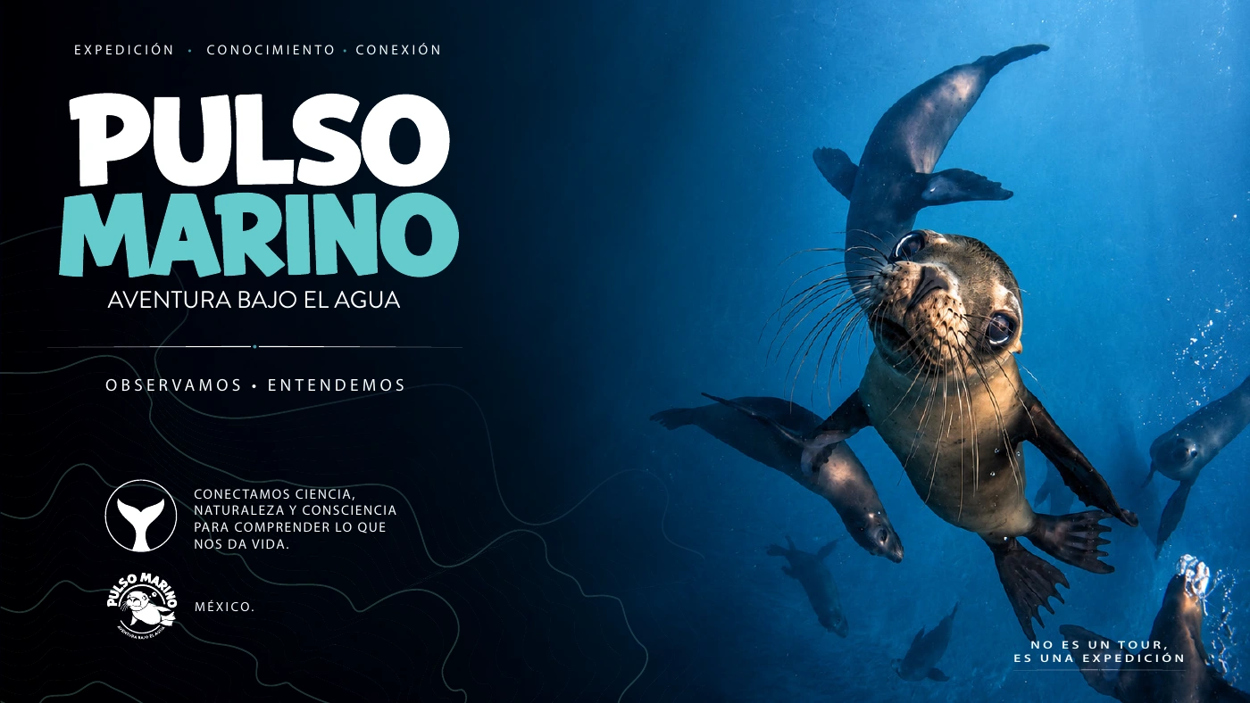 Pulso Marino · arte del proyecto