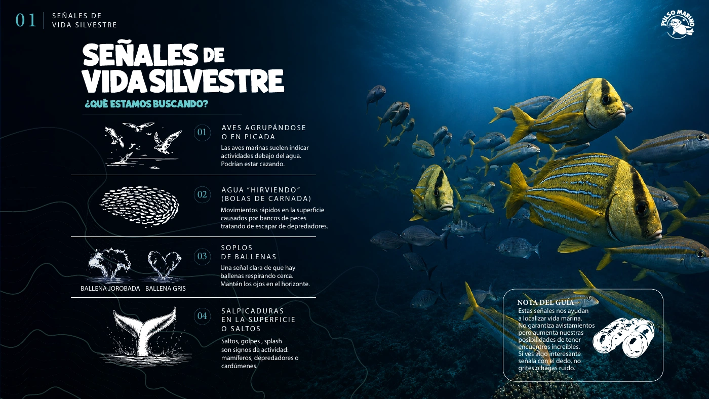 Tríptico · señales de vida silvestre